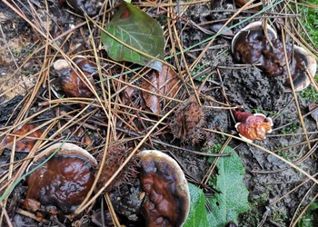 Dunkler Lackporling (Ganoderma carnosum) - © Bernard Wieser